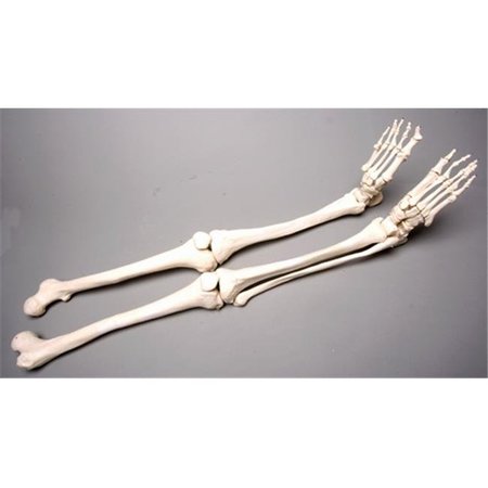 SKELETONS AND MORE Skeletons and More SM380D Skeleton Legs  Left and Right SM380D